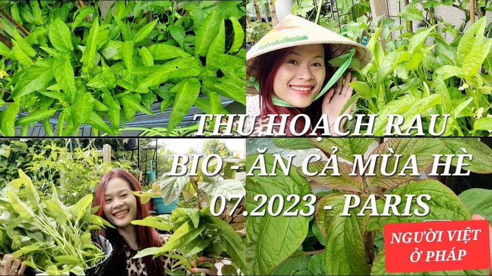 lan-orchidee-5-1723271151.jpg