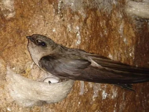 Cái khó của người nuôi yến