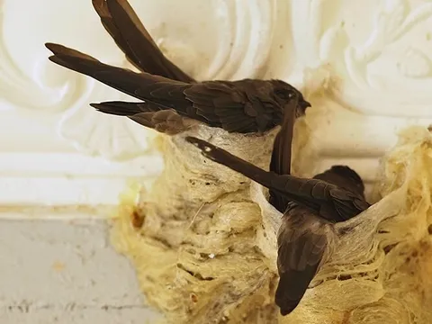 Thần dược giá trị “ngàn vàng” có tên gọi là