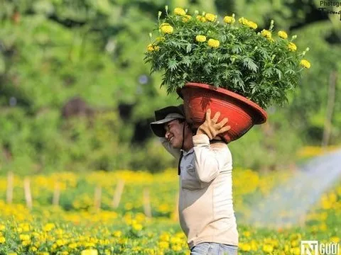 Sắc xuân vàng rực trên làng hoa Bốt Đỏ ở Đồng Nai