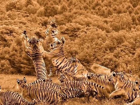 Con hổ: Nhất diện, thập danh