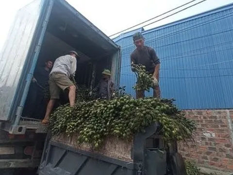 Về làng nghề trồng và chế biến cau nổi tiếng của đồng bằng Bắc Bộ