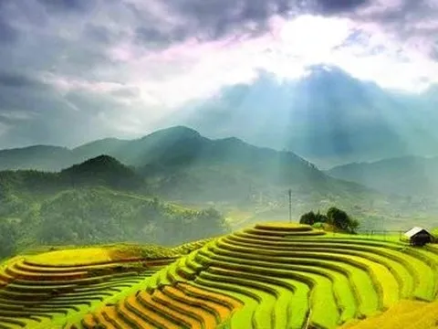 Nhớ mùa hoa sở nắng đong đưa