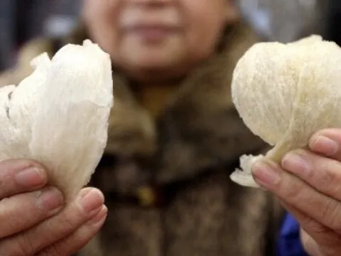 Mẹo nhanh phân biệt giữa yến sào Việt Nam và nước ngoài