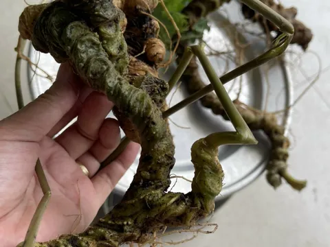 Tam thất rừng - Những củ sâm quý như vàng ròng trên núi