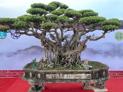 Vườn cây cảnh chục tỷ đồng ở Bình Định khiến dân sành chơi Hà Nội choáng váng