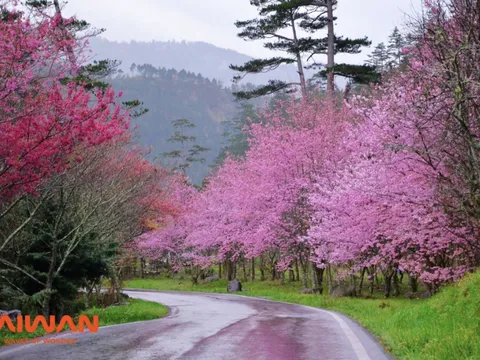 Bản hoà ca mùa xuân của muôn hoa xứ Đài